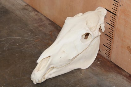 ZEBRA Skull with All its Teeth and a Removable Jaw