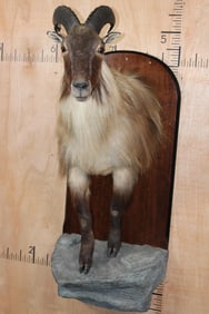Big Half-body TAHR Mounted on a Reproduction Rock and Wood Wall Hanger