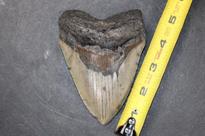 XL MEGALODON Shark Tooth Fossil
