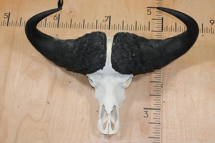 CAPE BUFFALO Skull with All its Teeth
