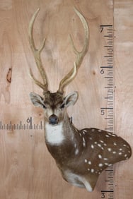 AXIS DEER Wall Pedestal Mount