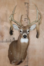 XL Heavy 18-Point WHITETAIL DEER Shoulder Mount with Big Drop Tines