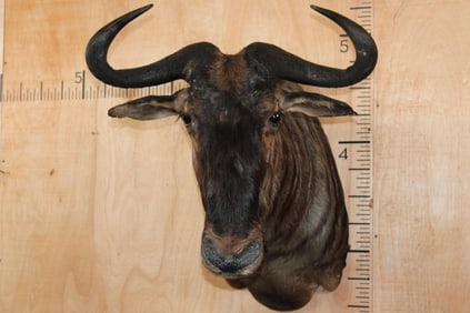 BLUE WILDEBEEST Shoulder Mount