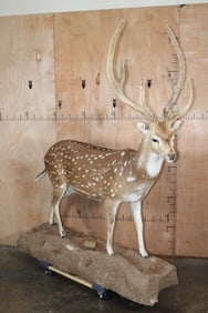 Life-sized AXIS DEER In Velvet on a Stationary Forest Floor Base