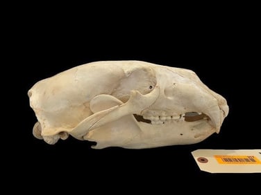 *Rare* POLAR BEAR Skull