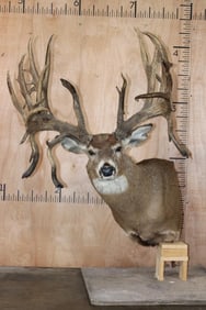 XXL 32-Point Reproduction Non-Typical WHITETAIL DEER Pedestal Mount
