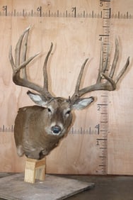 XXL 14-Point Reproduction Typical Rack WHITETAIL DEER Pedestal Mount