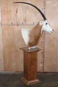 *TEXAS RESIDENTS ONLY* SCIMITAR HORNED ORYX Pedestal Mount