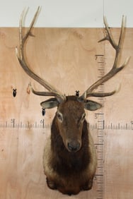 13-Point ELK Shoulder Mount