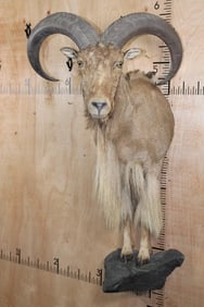 XL Half body AOUDAD