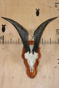 CATALINA GOAT Skull on a Cedar Plaque