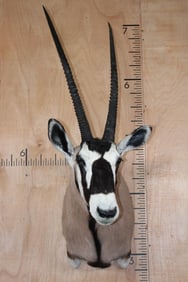 GEMSBOK Shoulder Mount