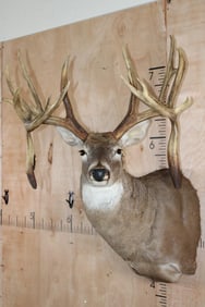 Big 19-Point WHITETAIL DEER Shoulder Mount
