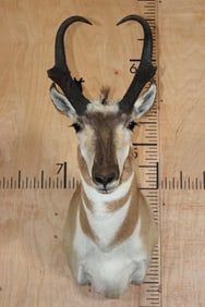 PRONGHORN Shoulder Mount