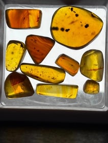 (10) Pieces of Authentic Myanmar AMBER Fossils with Multiple Prehistoric Insect Inclusions (ONE$)