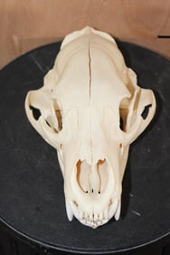 BLACK BEAR Skull with All its Teeth and a Removable Jaw
