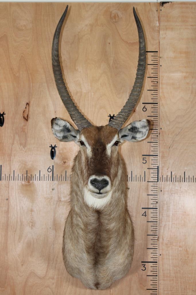 Trophy Size WATERBUCK Shoulder Mount (1 of 9)