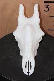 Reproduction Baby GIRAFFE Upper Skull