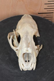 *TEXAS RESIDENTS ONLY* LEOPARD Skull