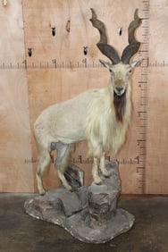 *TEXAS RESIDENTS ONLY* XXL Life-sized Straight-Horned MARKHOR on a Rocky Base