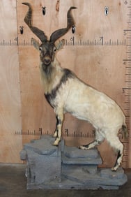 *TEXAS RESIDENTS ONLY* *Extremely Rare* Life-sized Flare-Horned MARKHOR on a Lightweight Rocky Base