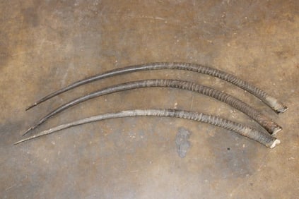 *TEXAS RESIDENTS ONLY* (3) SCIMITAR HORNED ORYX Horns (ONE$)