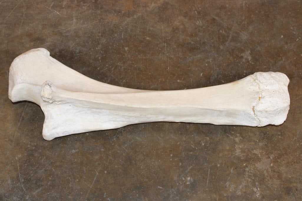 XL Giraffe FEMUR BONE: XL Giraffe FEMUR BONE. It measures 32.75" Long x 10.75" Wide and Weighs 15 lbs. TAXIDERMY 