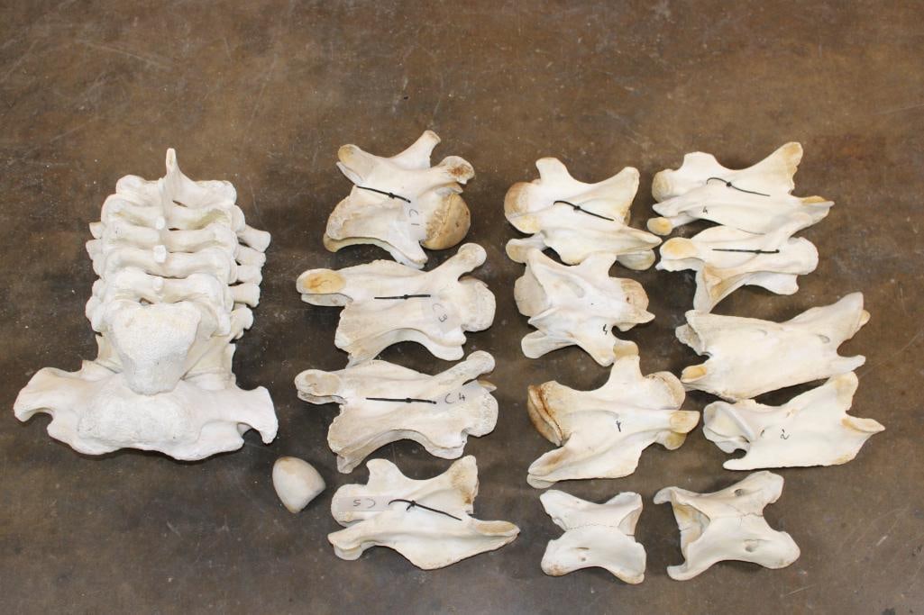 GIRAFFE Vertebrae and Cervical Bones for a Spinal Articulation (some sections are glued) (1 of 13)