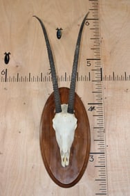 *TEXAS RESIDENTS ONLY* SCIMITAR HORNED ORYX Skull on a Wood Plaque