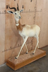 *TEXAS RESIDENTS ONLY* Life-sized DAMA GAZELLE on a Wood Base with Wheels