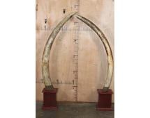 *TEXAS RESIDENTS ONLY* Set (2) of ELEPHANT IVORY TUSKS Mounted on Mahogany Bases