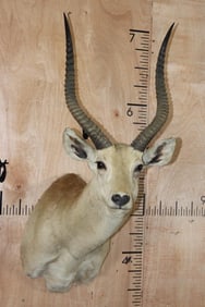 *TEXAS RESIDENTS ONLY* RED LECHWE Shoulder Mount