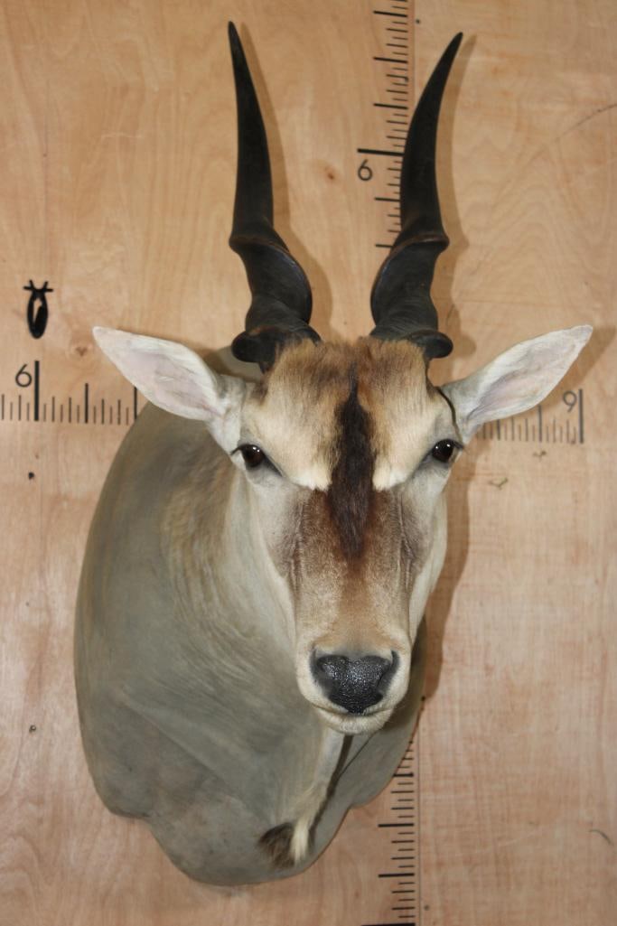 Big ELAND Shoulder Mount (1 of 10)