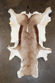 Big SPRINGBOK Hide