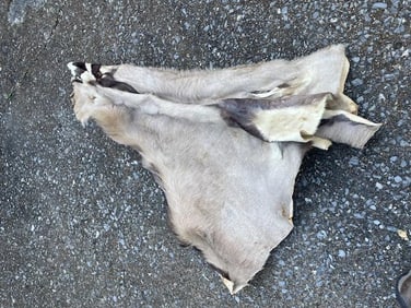 Tanned and Dried AFRICAN GEMSBOK Cape for a Taxidermy Shoulder Mount