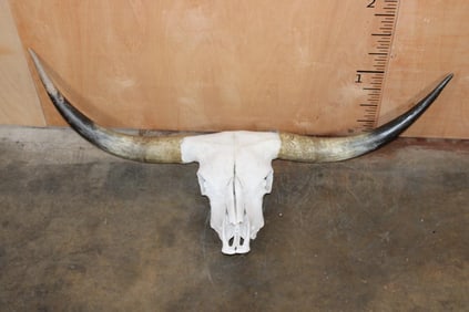TEXAS LONGHORN Skull with Removable Horns