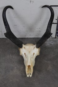 PRONGHORN Skull with All his teeth
