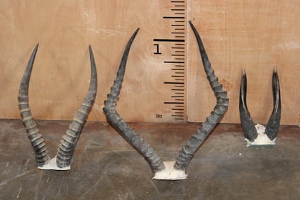 (1) BLESBOK, (1) IMPALA, and (1) BUSHBUCK Horns on Skull Caps (ONE$)