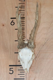 XL 6-Point ROE DEER Skull with all its Teeth