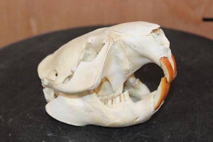 BEAVER Skull with All its Teeth