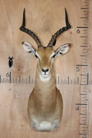 IMPALA Shoulder Mount