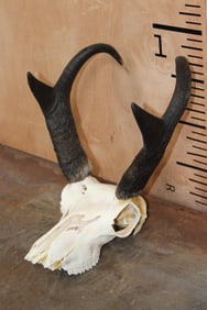 PRONGHORN Skull