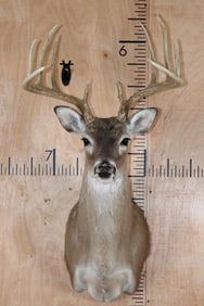 10-Point WHITETAIL DEER Shoulder Mount