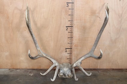 12-Point ELK Antler Rack on a Skull Cap