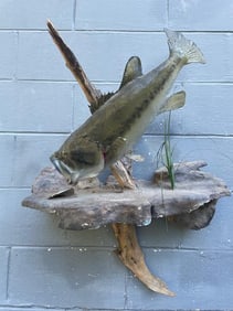 *Real Skin* BASS Fish Mounted on a Habitat Base