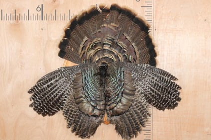 TURKEY Tail, Wings, and Beard on a Wooden Plaque