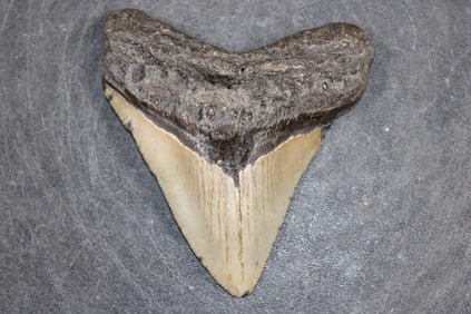 XL MEGALODON Shark Tooth Fossil