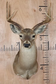 6-Point WHITETAIL DEER Shoulder Mount