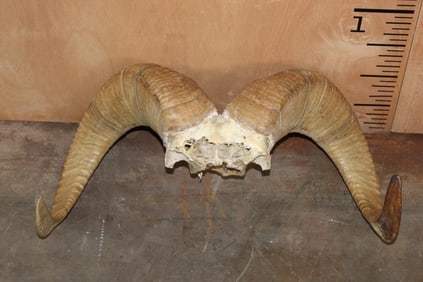 DALL SHEEP Ram Horns on a Skull Cap