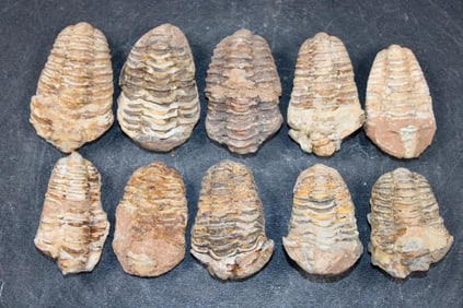(10) TRILOBITE Fossils from Morocco (ONE$)